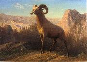 Albert Bierstadt A Rocky Mountain Sheep, Ovis, Montana oil on canvas